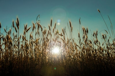 Brown grass under the blue sky during the day
